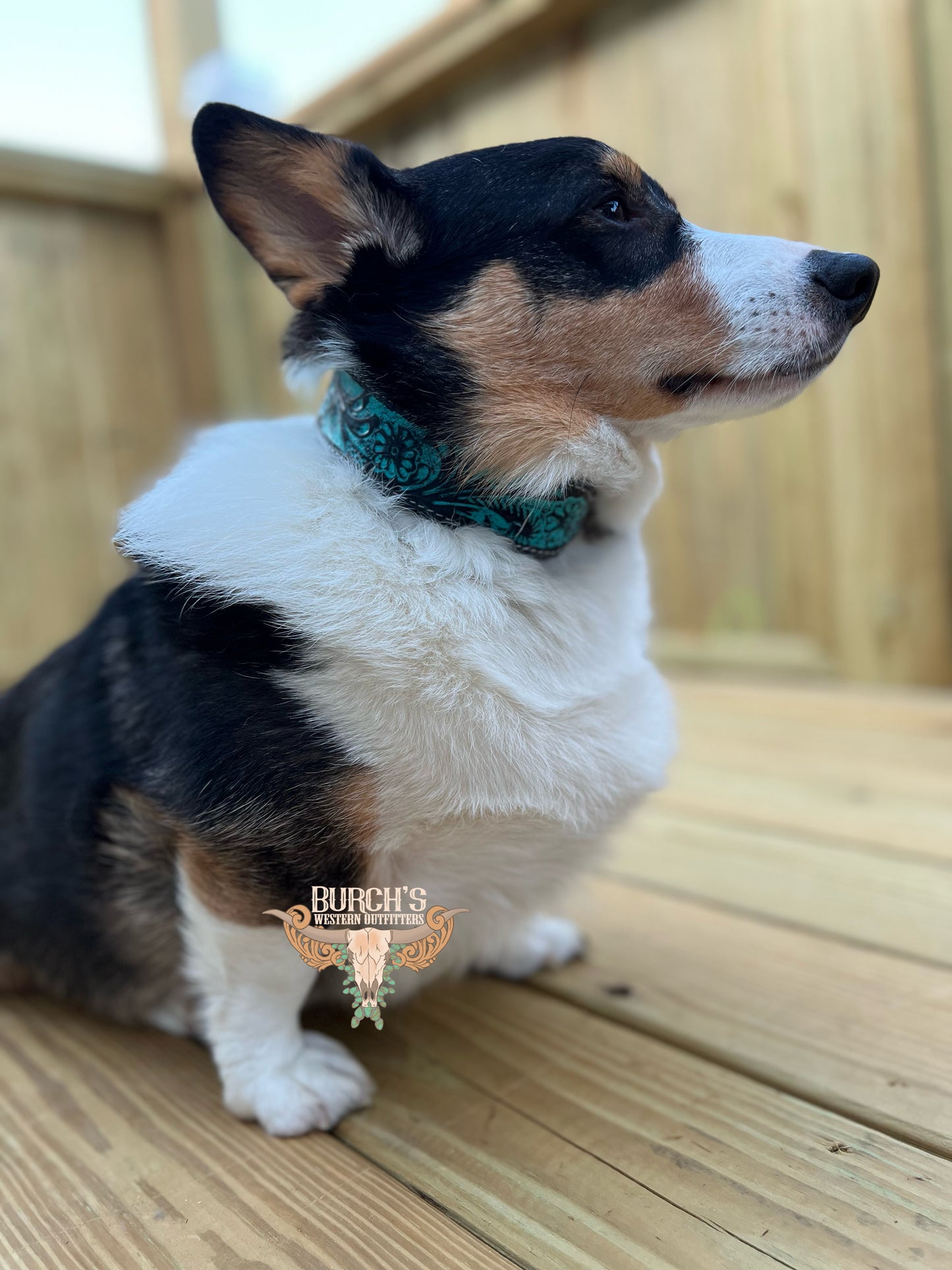 Tooled Turquoise Dog Collar