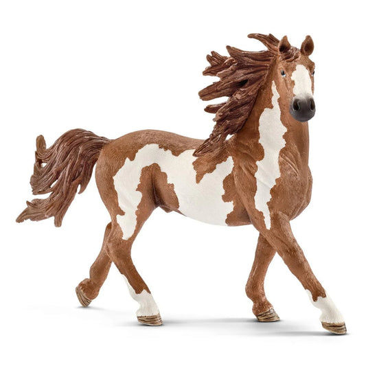 Pinto Stallion Running
