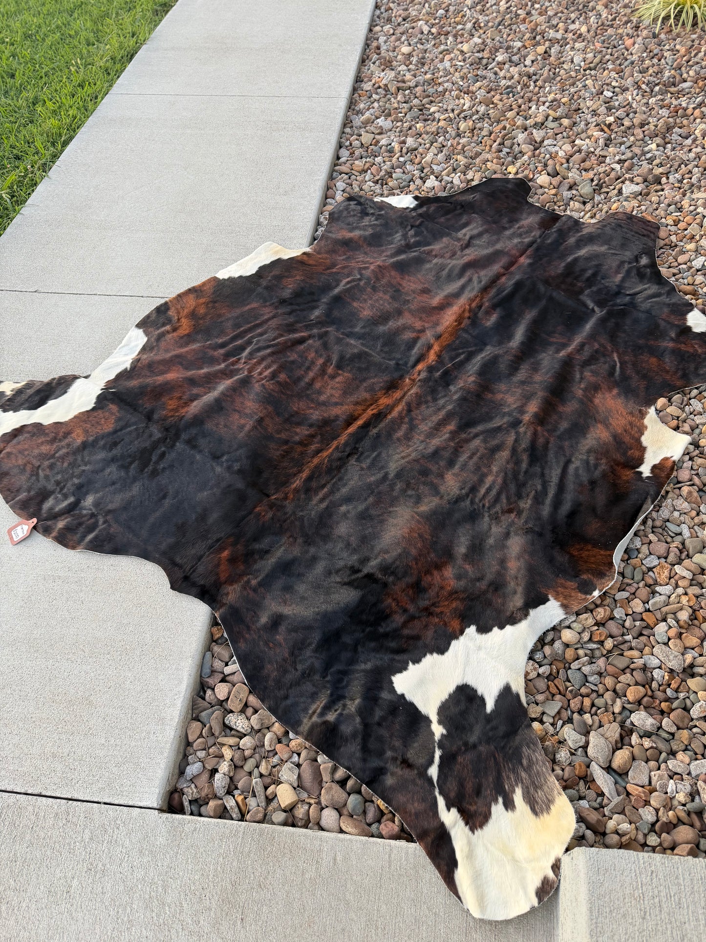A natural cowhide rug with a black, brown, and white spotted pattern, laid out on a concrete patio next to gravel.