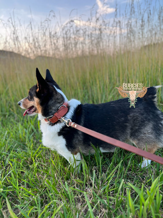 Solid Chocolate Leather Dog Collar
